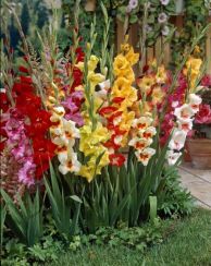 Miniature Mixed Gladioli